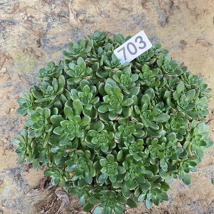 小狐狸多肉703多肉不包断