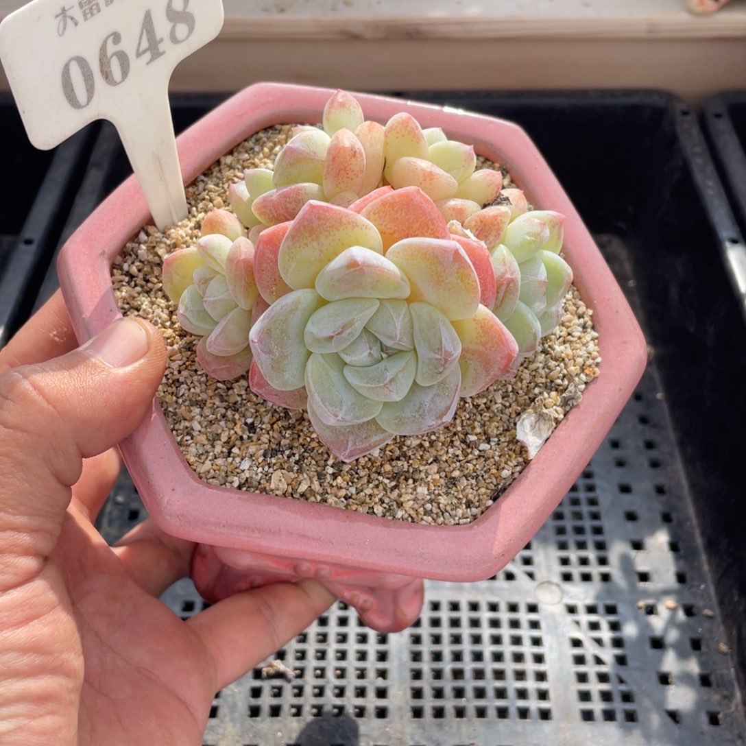 0648冰玉不带盆9厘米