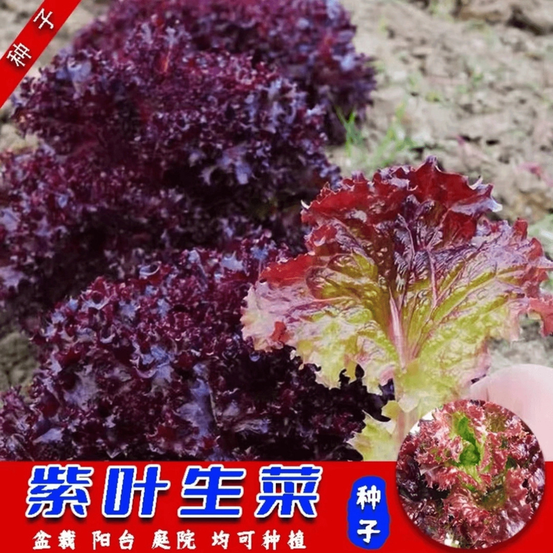 紫叶生菜种子四季阳台盆栽庭院小院可口可涮可拌可炒家庭种植