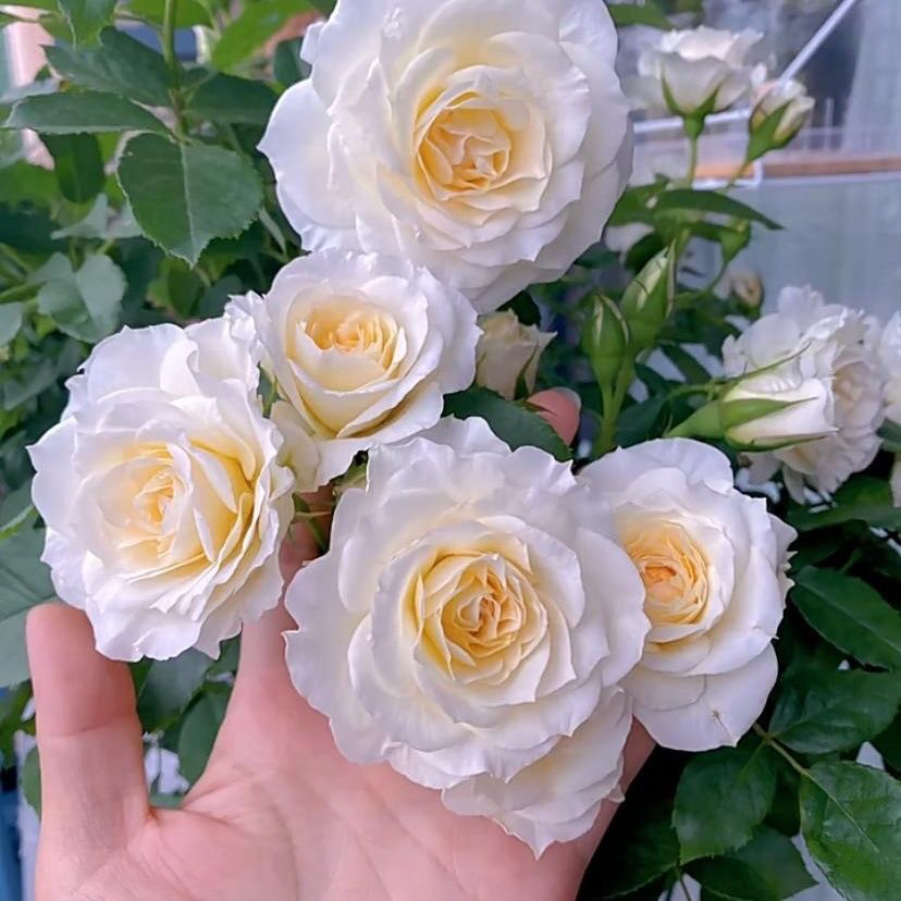 冰淇淋阳台月季花苗开花特大花多头浓香玫瑰室内阳台四季盆栽花卉