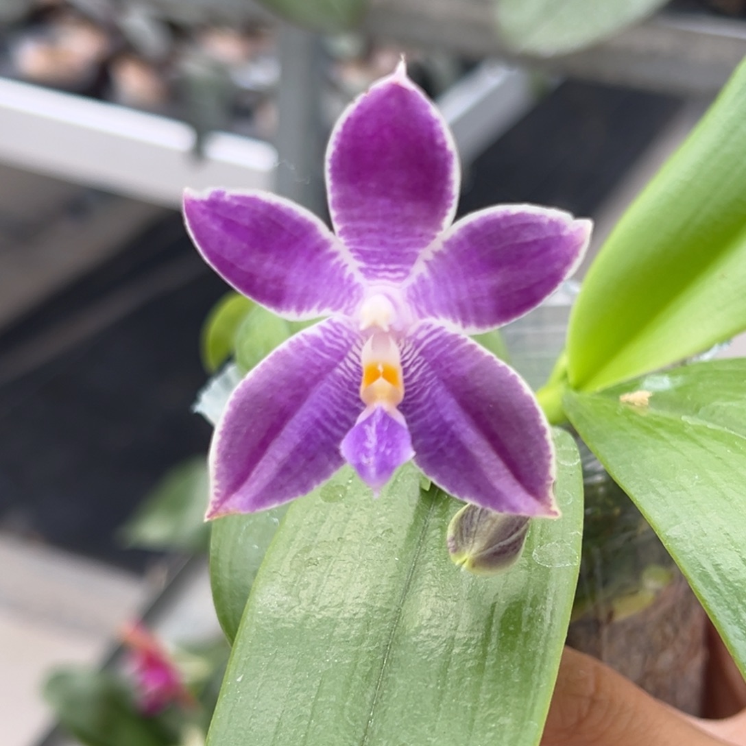 完全开放4号，98米