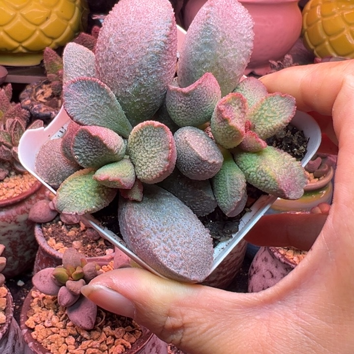 7年精品老庄，带盆发