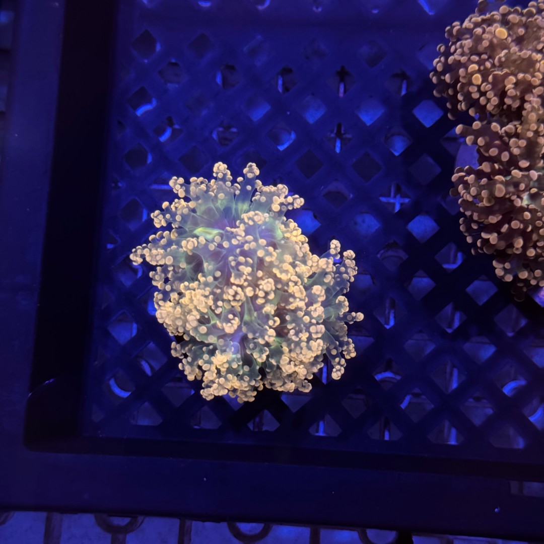 火柴脑类榔头花花一物一拍（以直播间挑选为准）