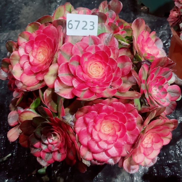 金***果多带土球荔枝两个都带大土球