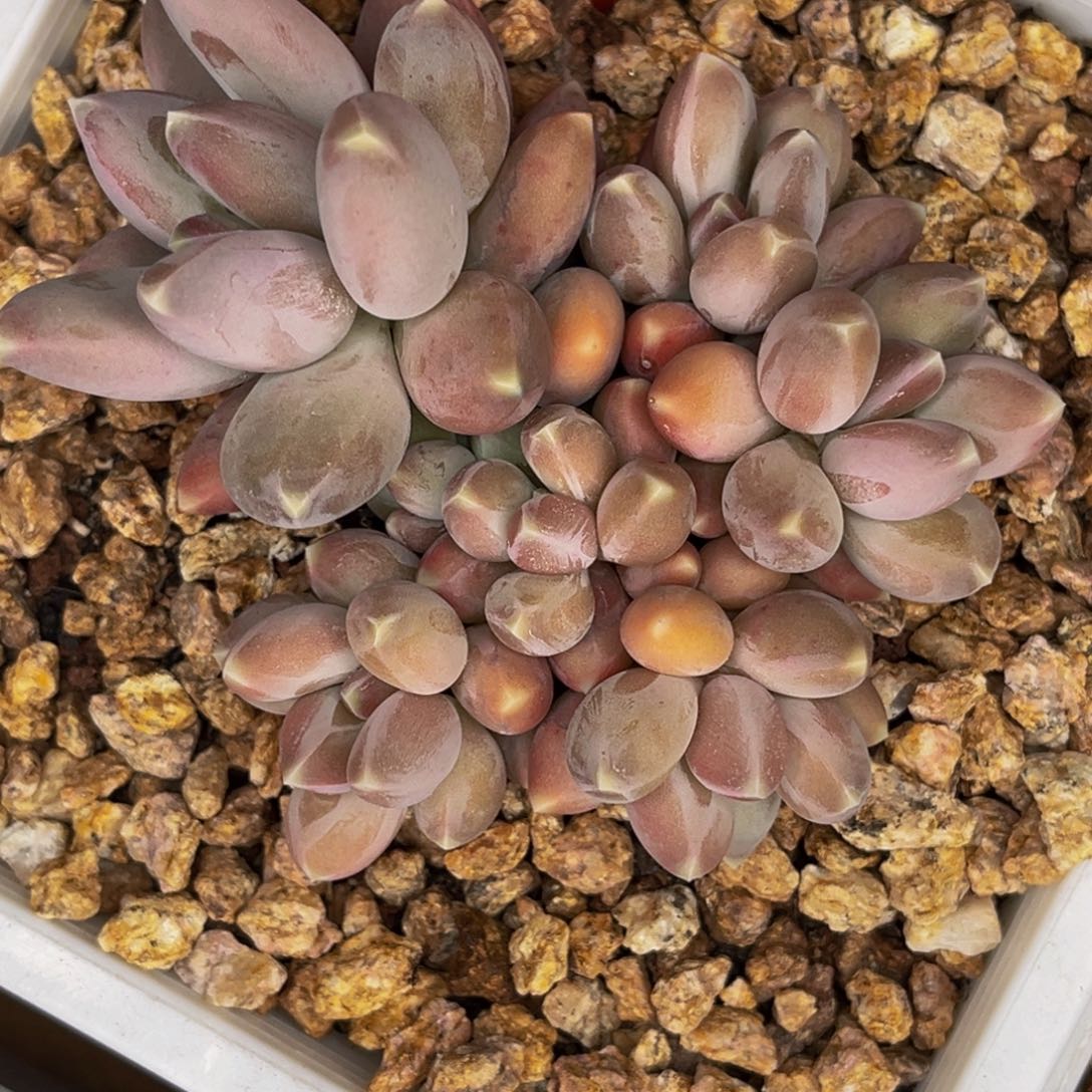 2330号晚上多肉植物群生多肉