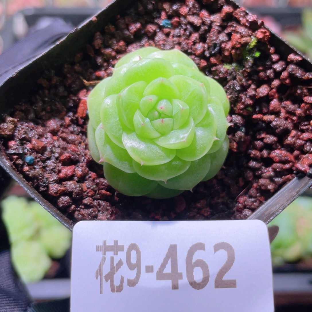 花利美9-462麦秆单头