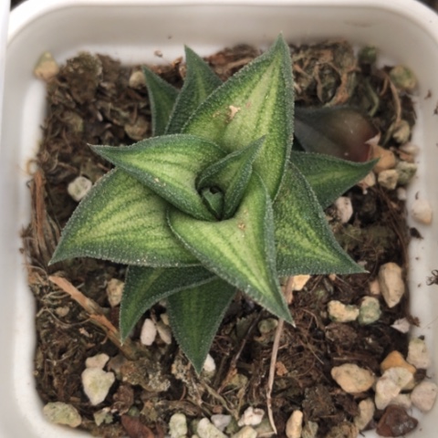 翠蛾硬叶多肉植物