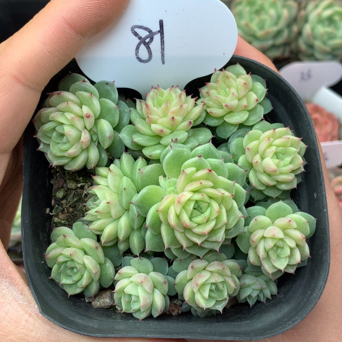 定繁珍妮麦秆捧花群81