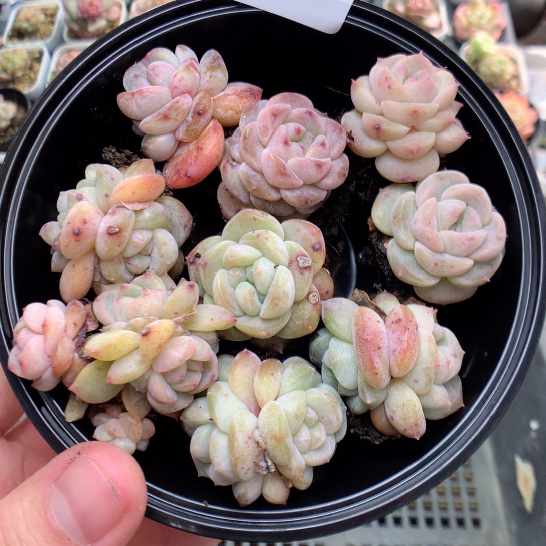 Q26优选珍妮y y y y y y