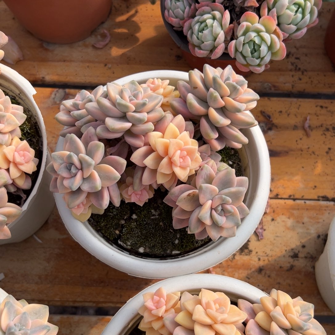 多肉美杏锦【非偏远地区满18包邮】