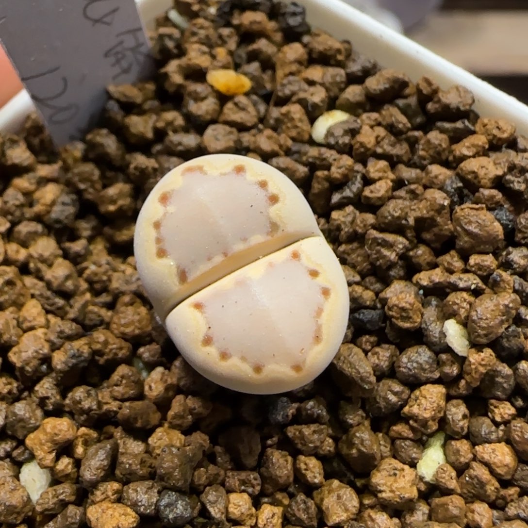 12.30。     c24。    2019