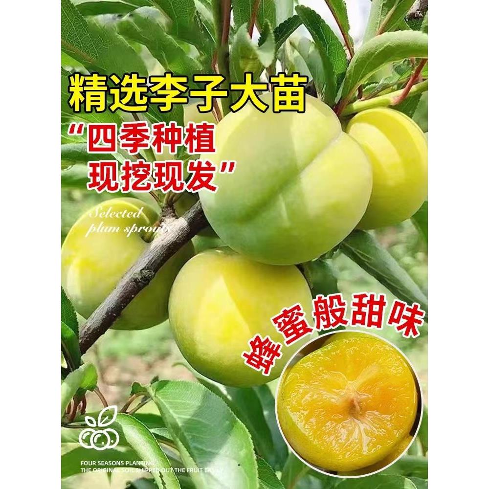 嫁接蜂糖李果树苗四川脱骨青脆李五月脆特大脆甜新品种南北早晚熟