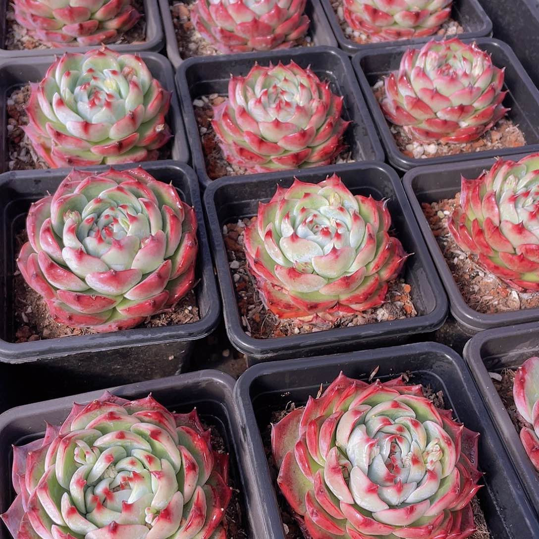 量拍123号 惊鸿娃娃大单头一个