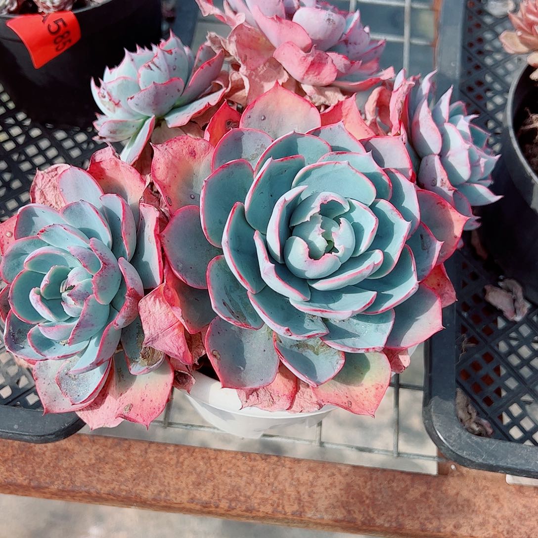 阿美星多头造型精品