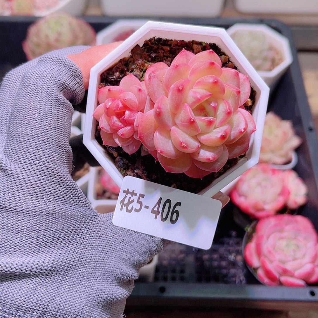 红陶花05-406精选糖心