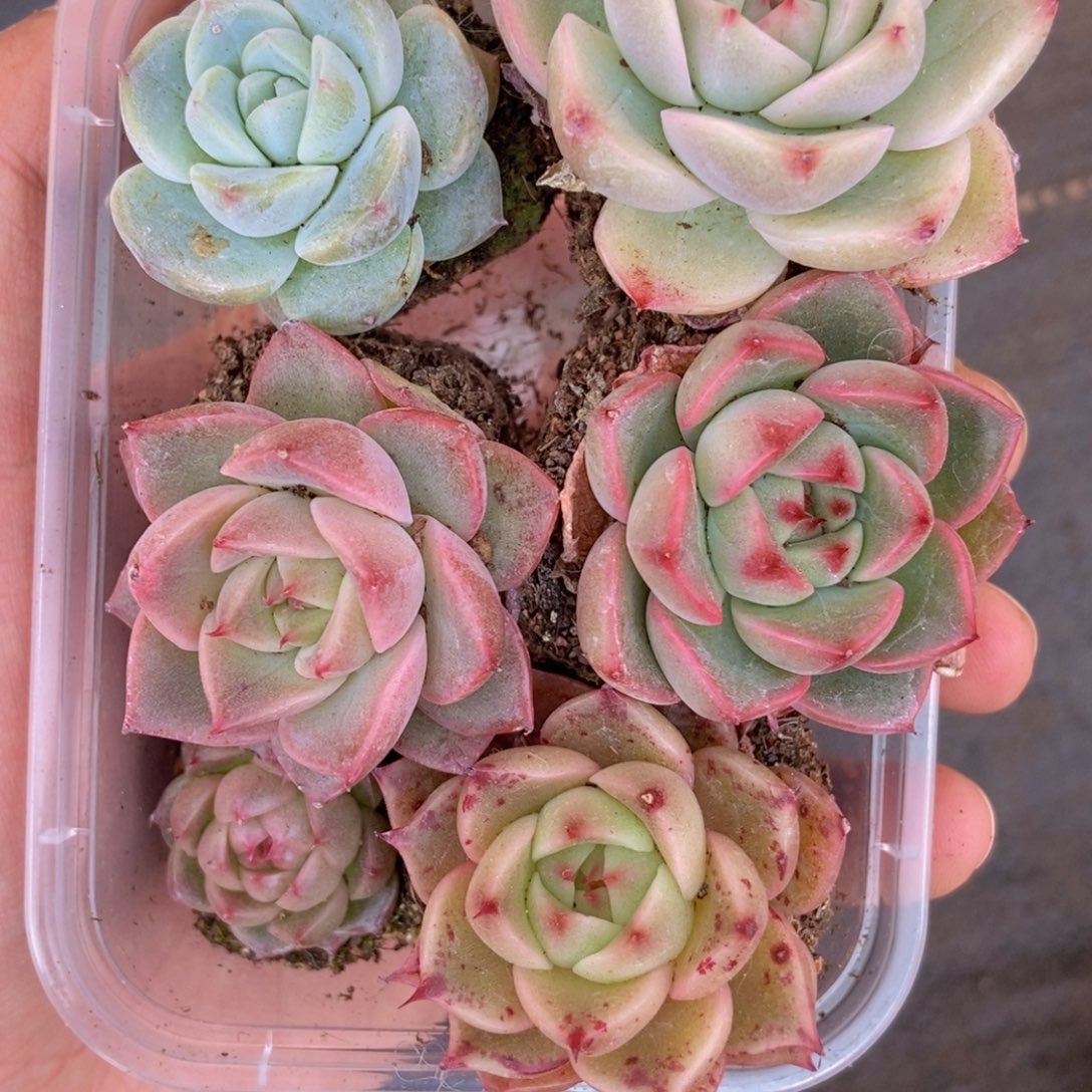 春泥家框拍链接R34