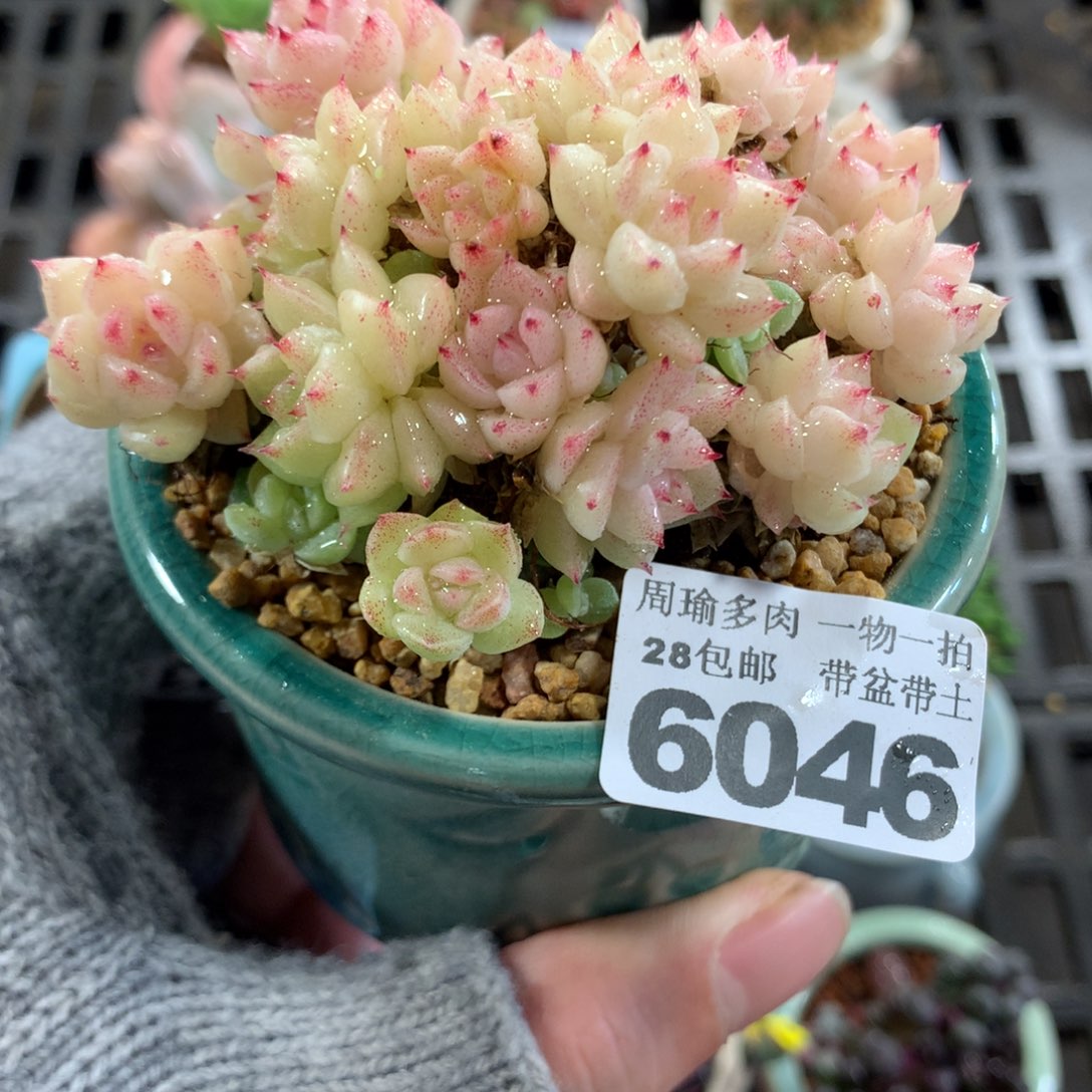 5厘米盆精控多肉6046