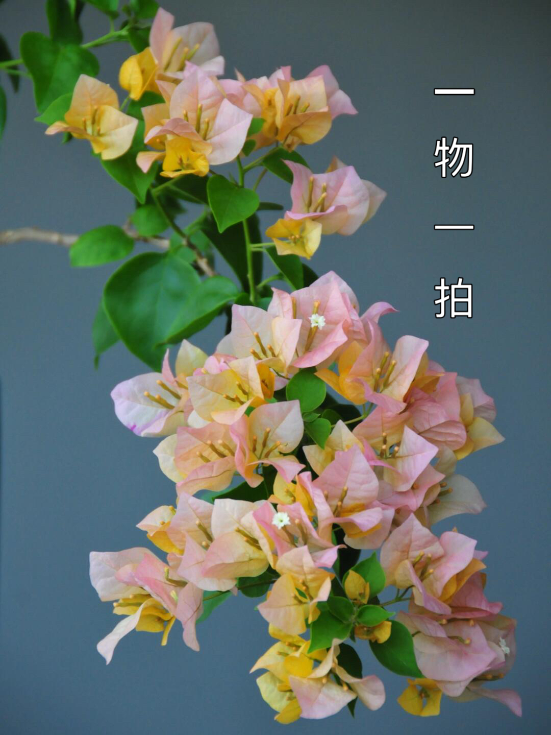 【一物一拍99】勤花三角梅盆景带盆带花发货