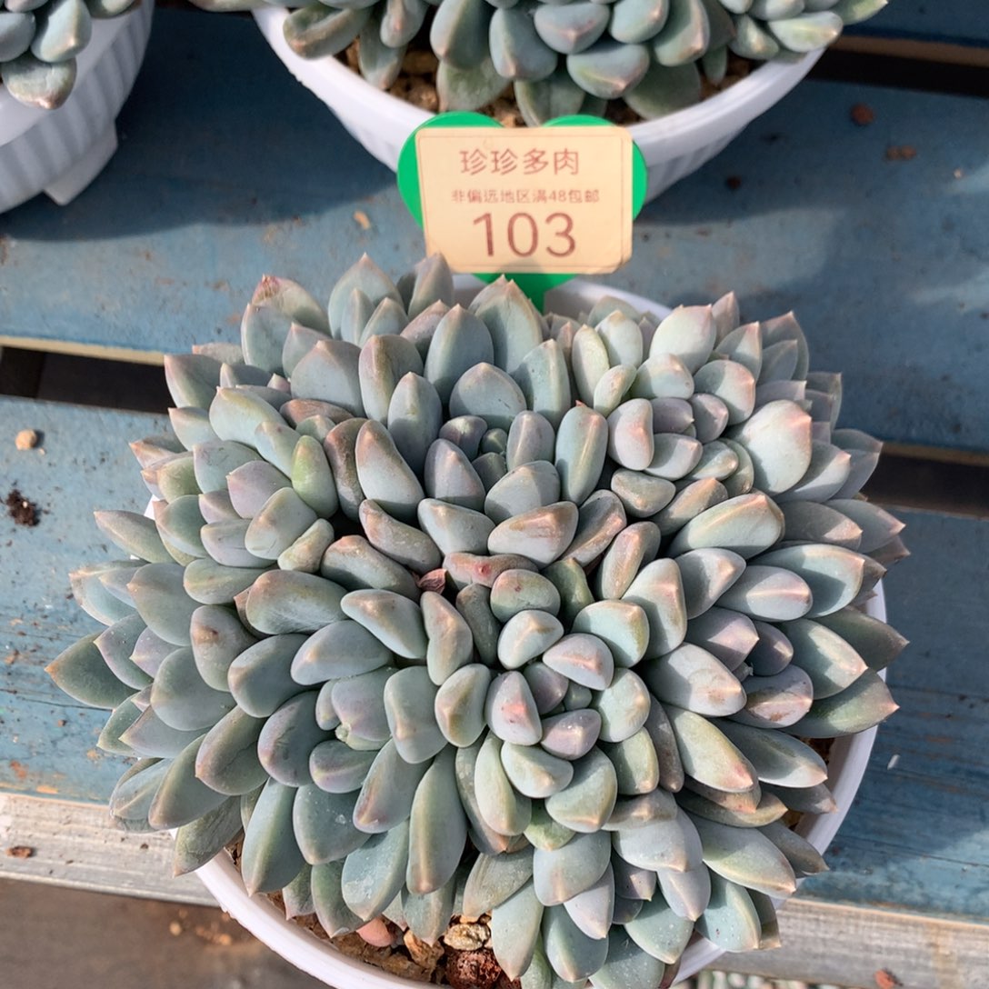 宽叶奶糖无砍平头103