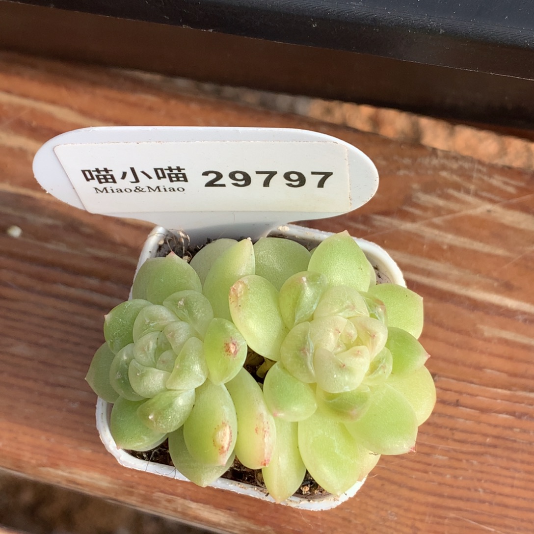 @***@多肉植物杂交珍妮