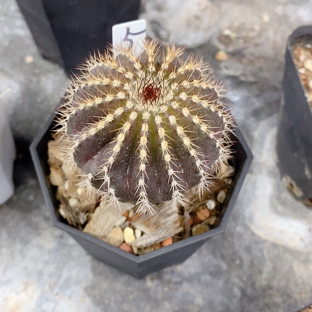 实生冒金光的尤伯球