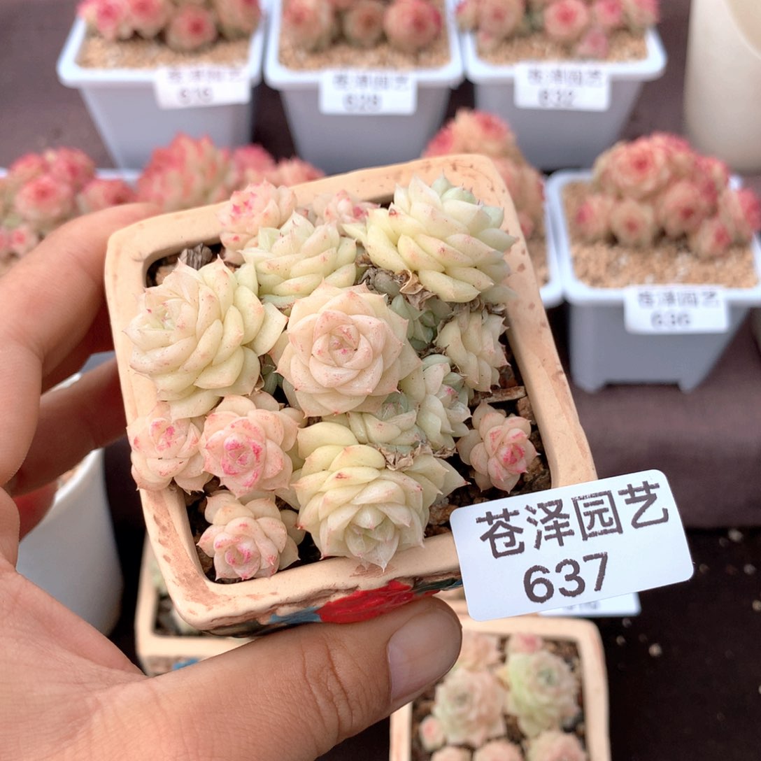 637白天鹅群 不包整散