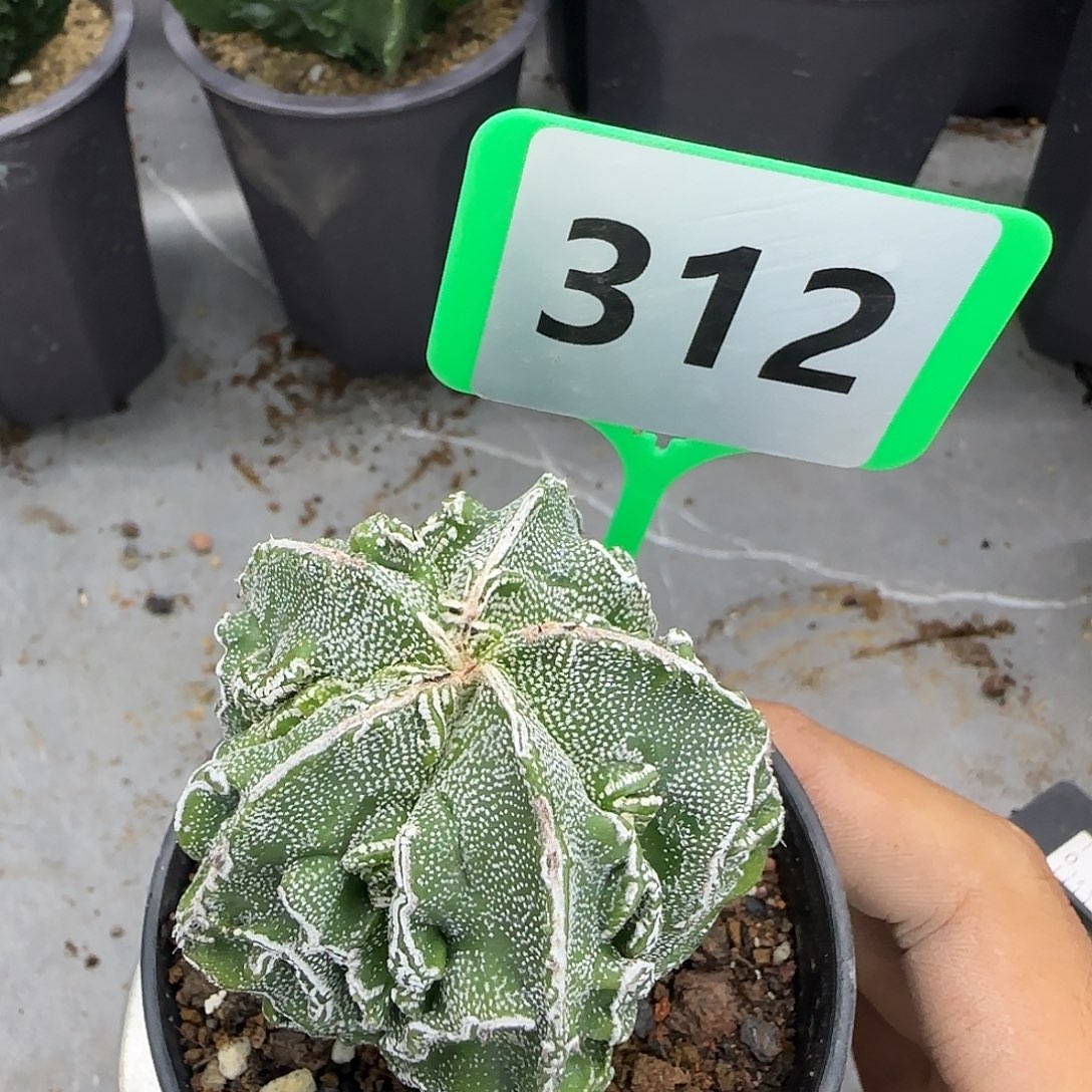 仙人球一物一拍312