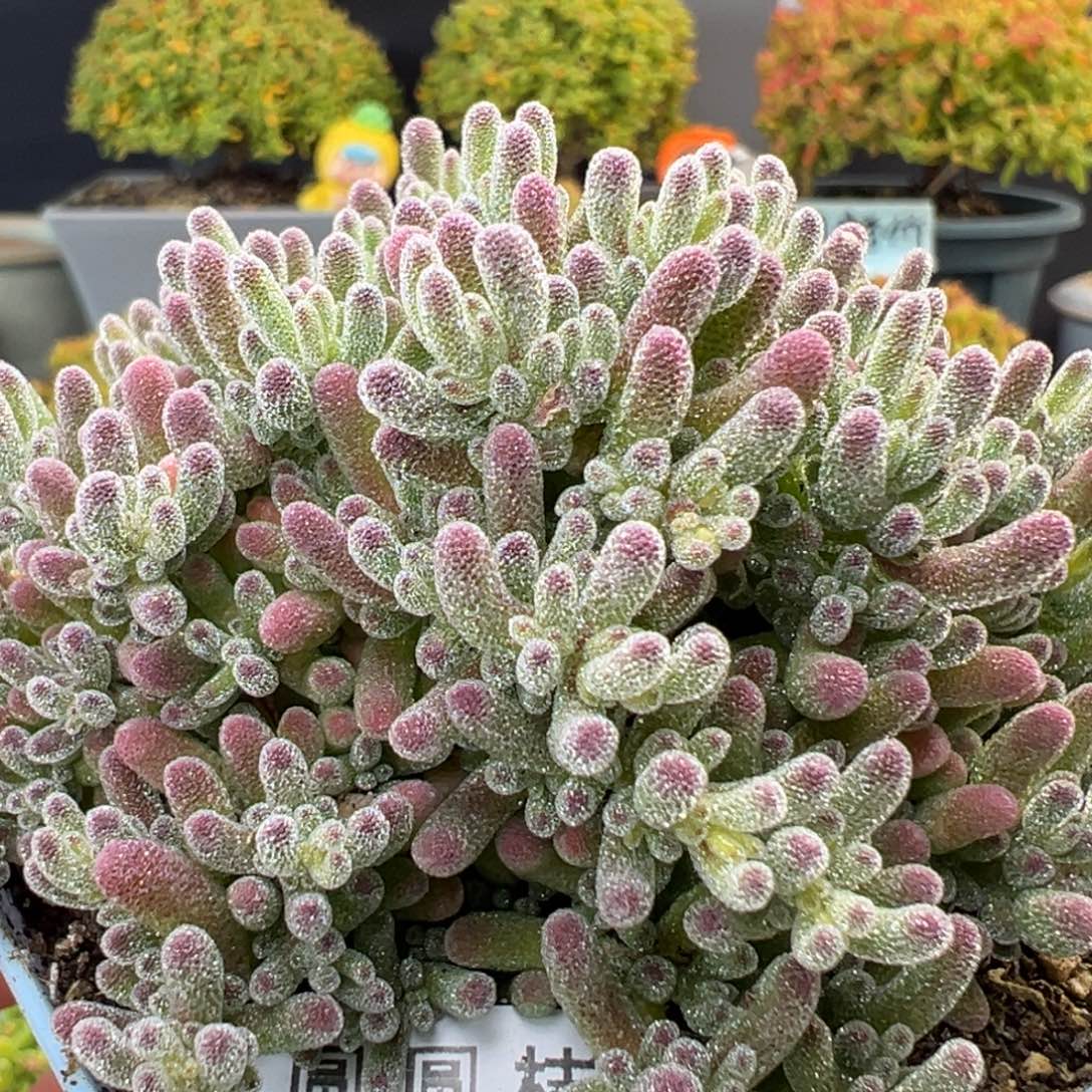 dy5592精控老桩紫冰晶冠幅8.5cm