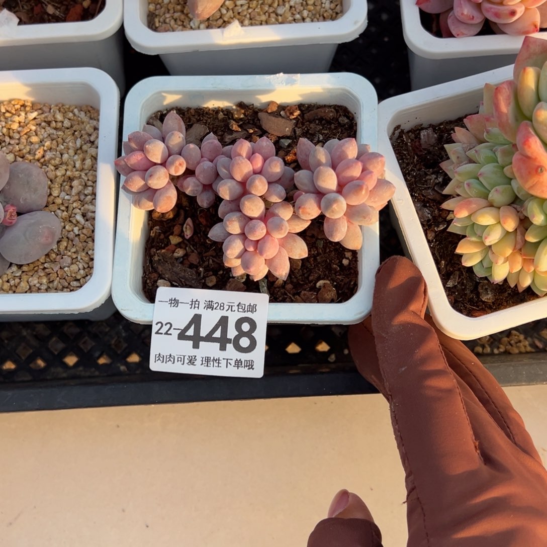 婴儿手指多肉多肉多肉多肉多肉