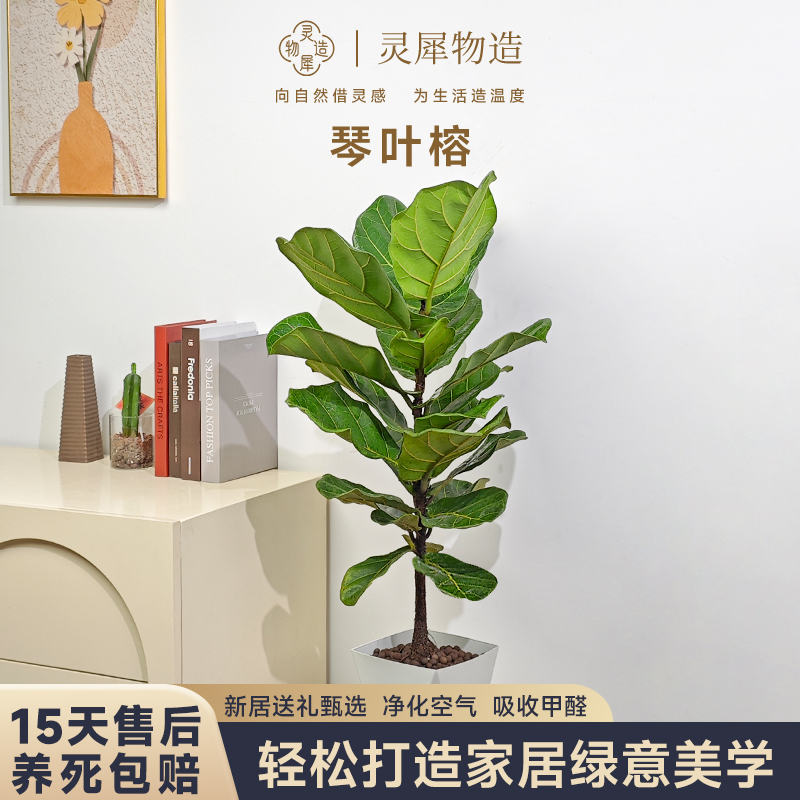 【灵犀物造】80-100CM大叶琴叶榕老桩中大型绿植室内客厅盆栽北欧风