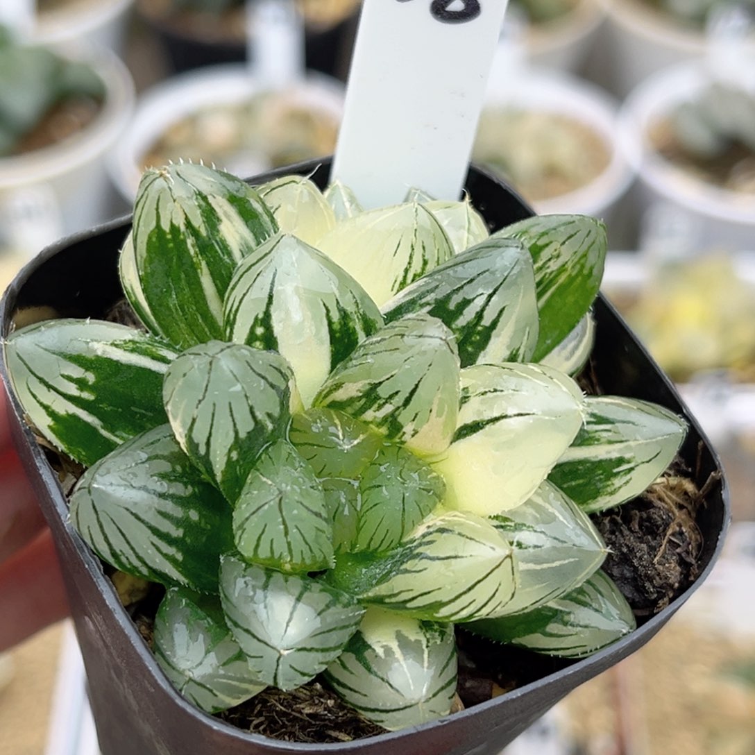 28双头龙爪玉露锦福利专场