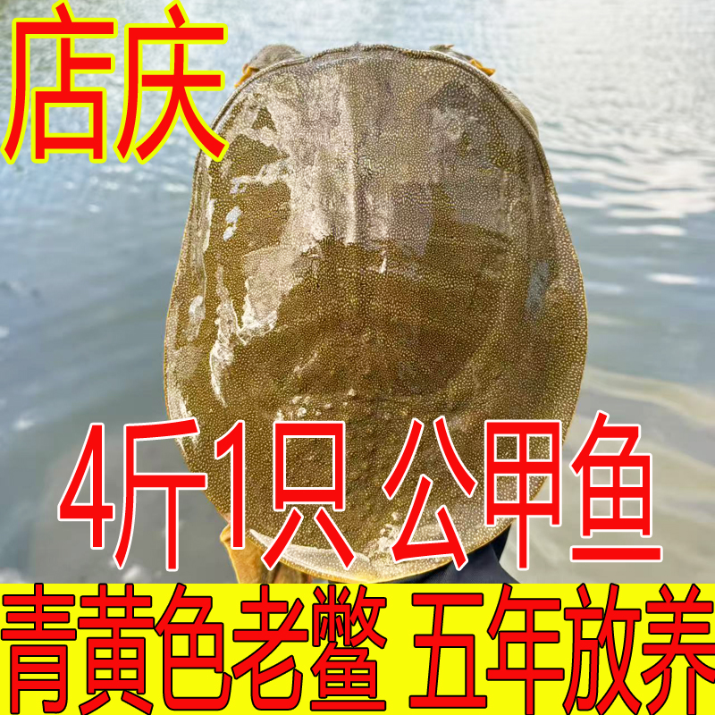 青黄色 公甲鱼4斤1只 黄油鲜活甲鱼外塘散养生态鳖水鱼团鱼王八