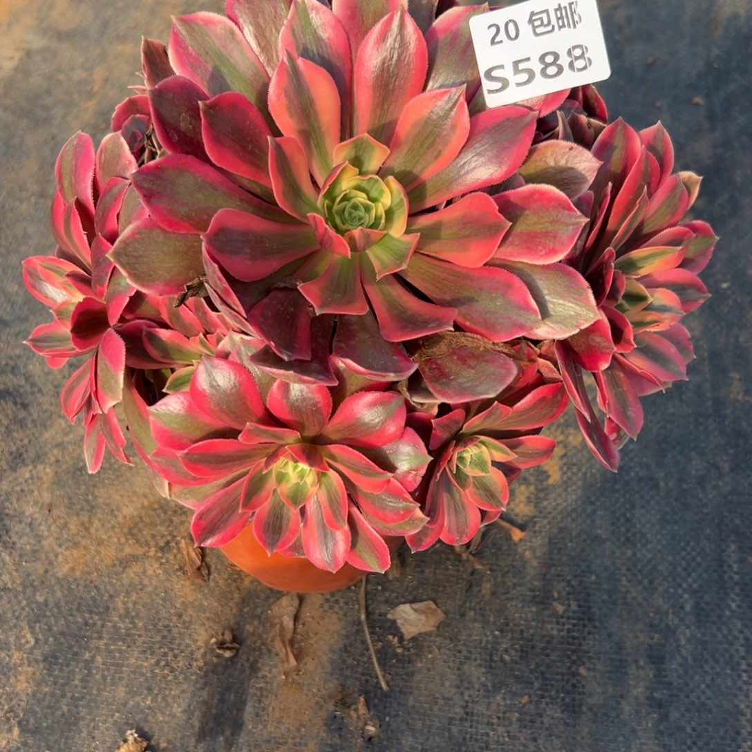 588女妖，满20包邮