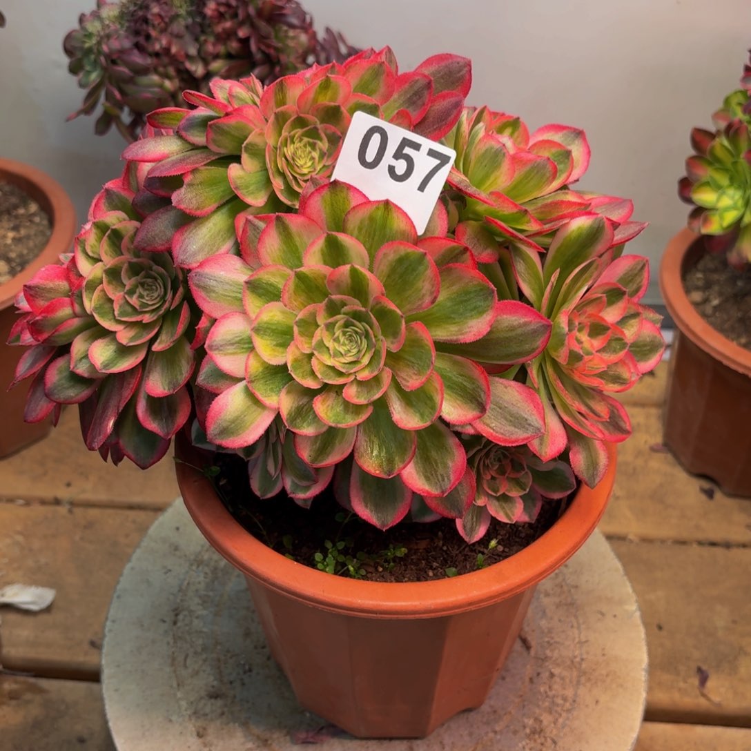 多肉植物万白缀057