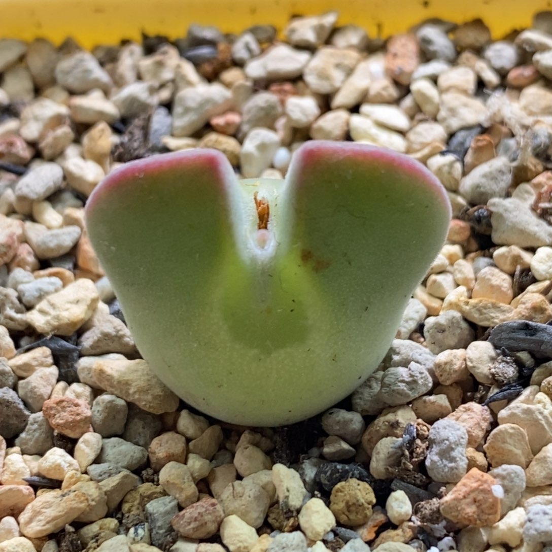 好看好看好看空蝉一颗