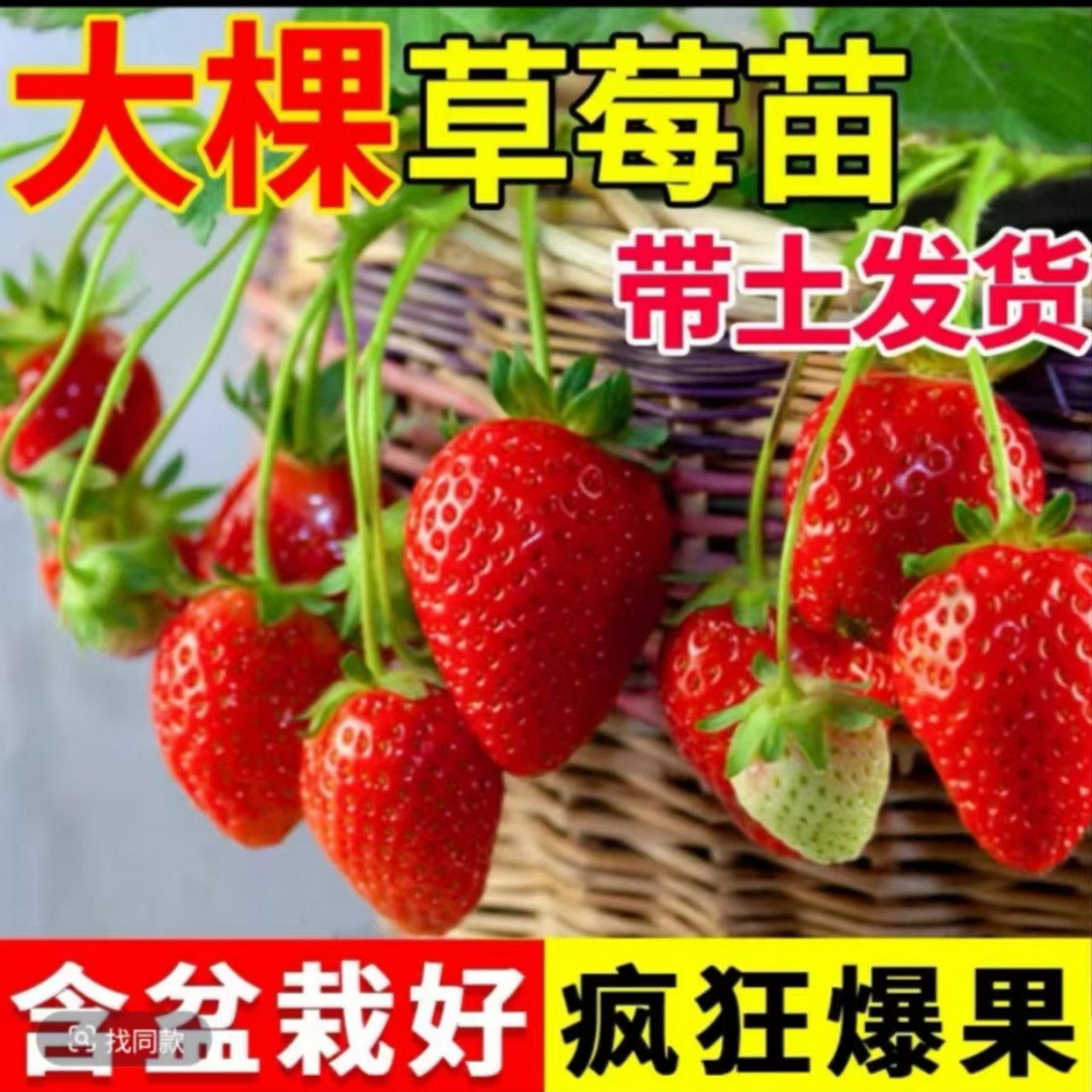 【20棵土球苗30天开花】四季奶油草莓苗带土穴盆苗南北方阳台庭院