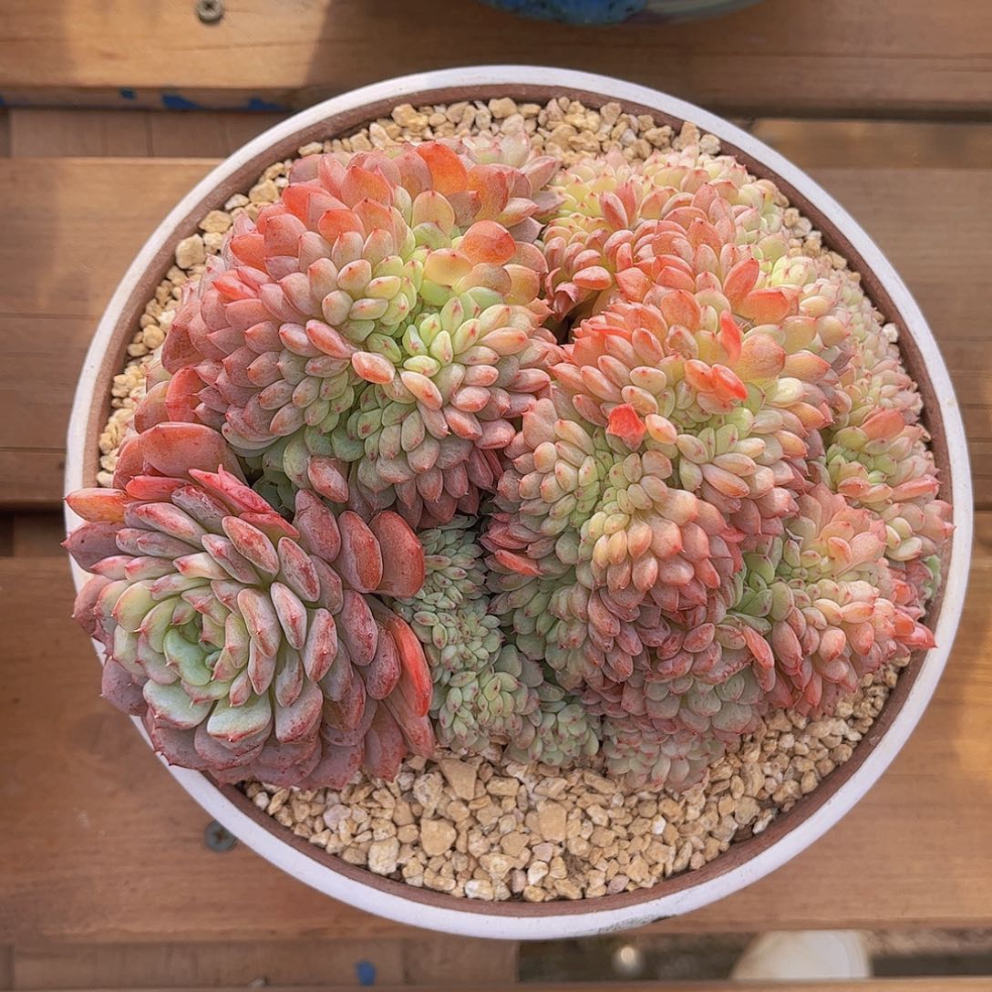 韩版白胖子缀化多肉