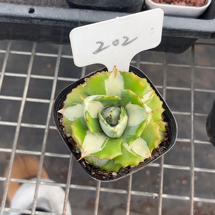 我也不知道我为什么要这样