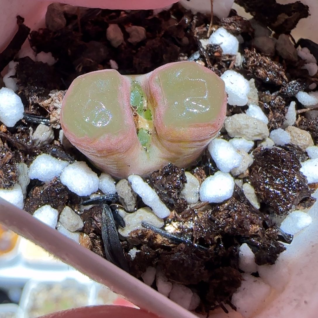 肉锥多肉植物百科-磁铁969