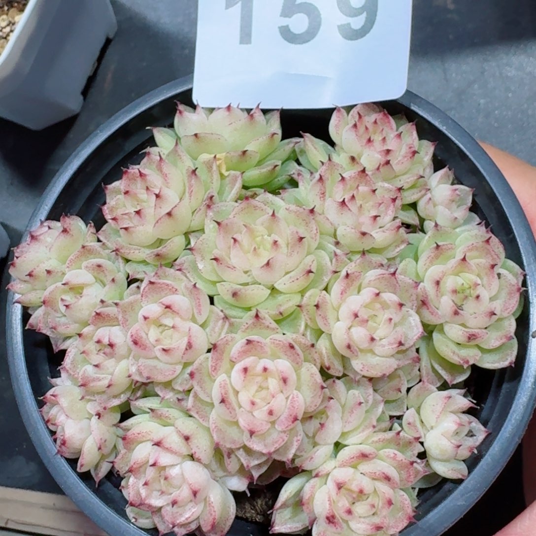 麦秆群生         精品多肉