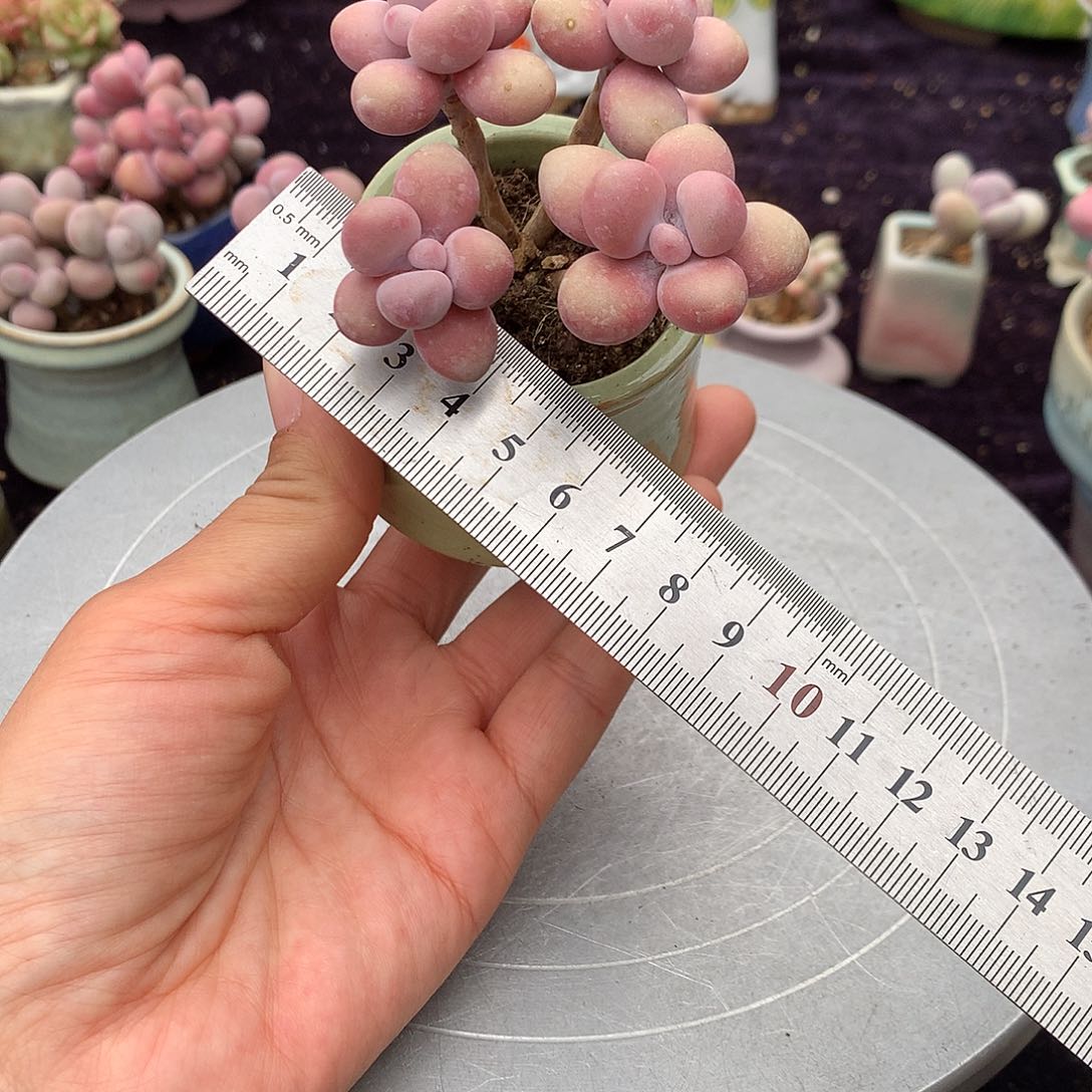 38号带盆偏远地区不包邮的