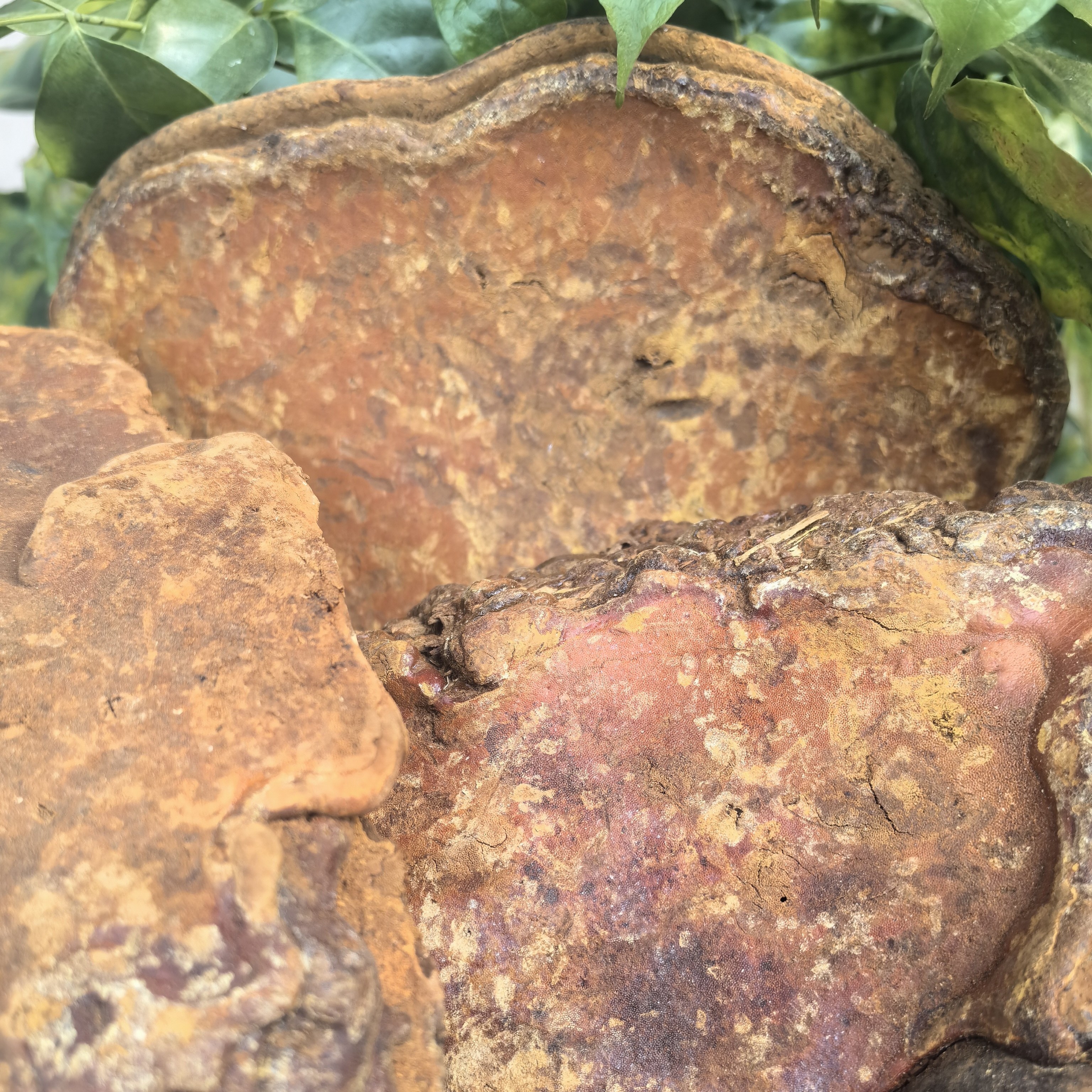 大山土特产 ~ 红豆杉桑簧