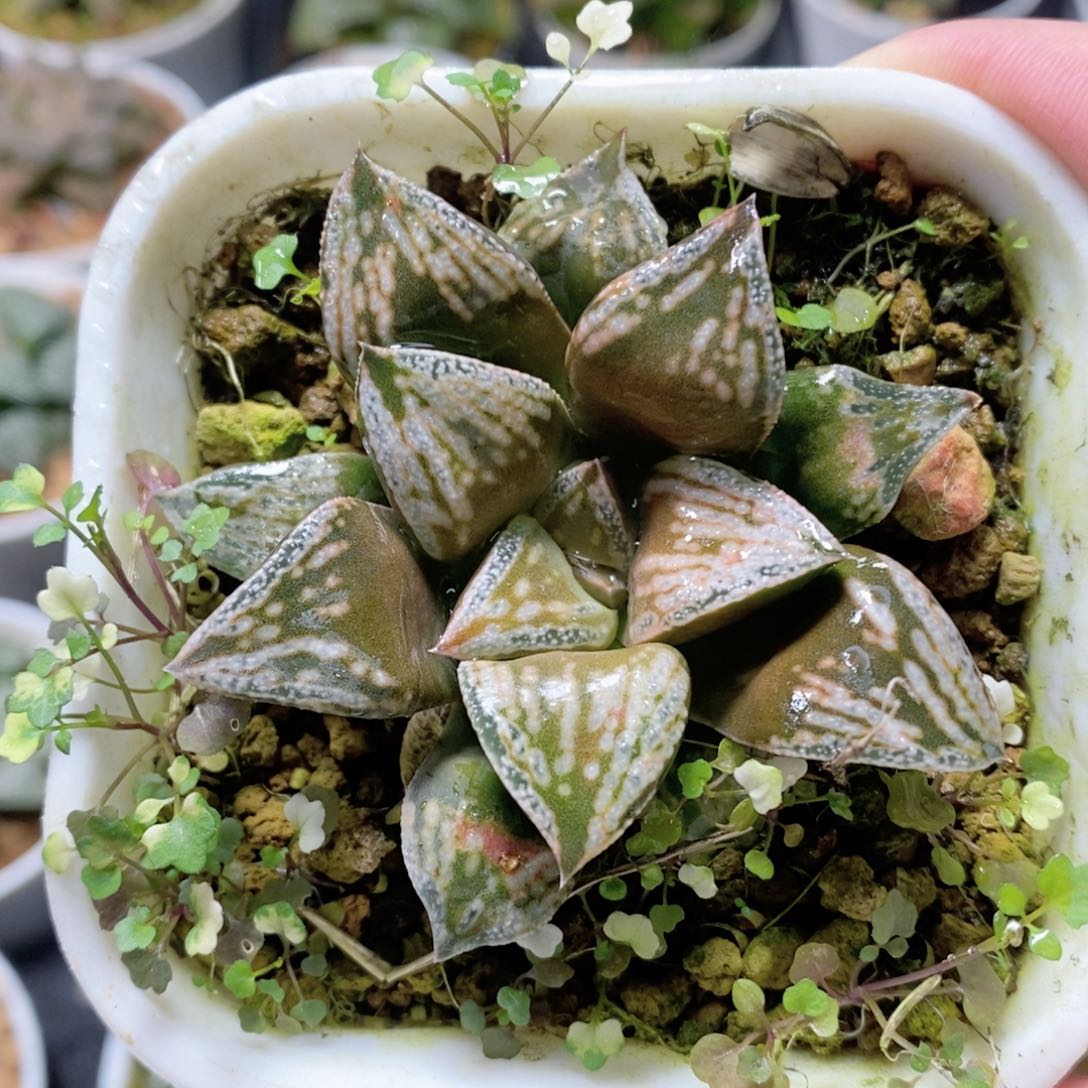 铜雀台玉露多肉植物