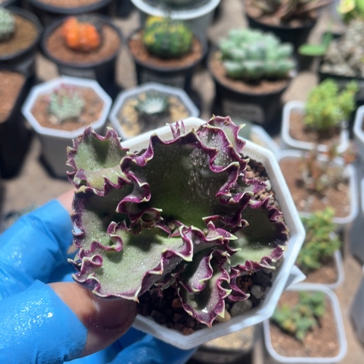 955双飞碟植物一颗