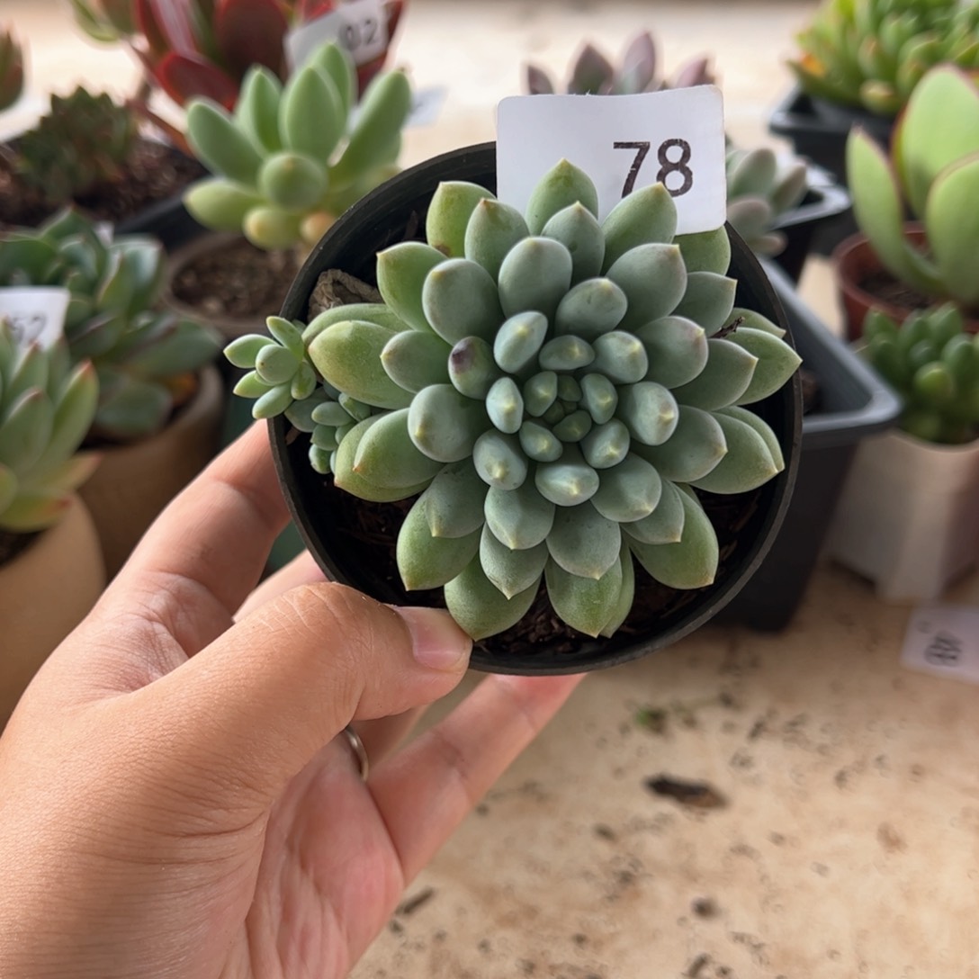 【闪购商品】78。 厚叶草。 111111111