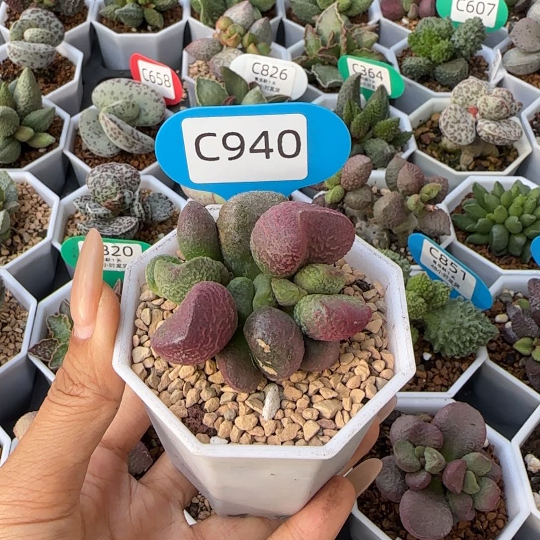 亚当。         940。 