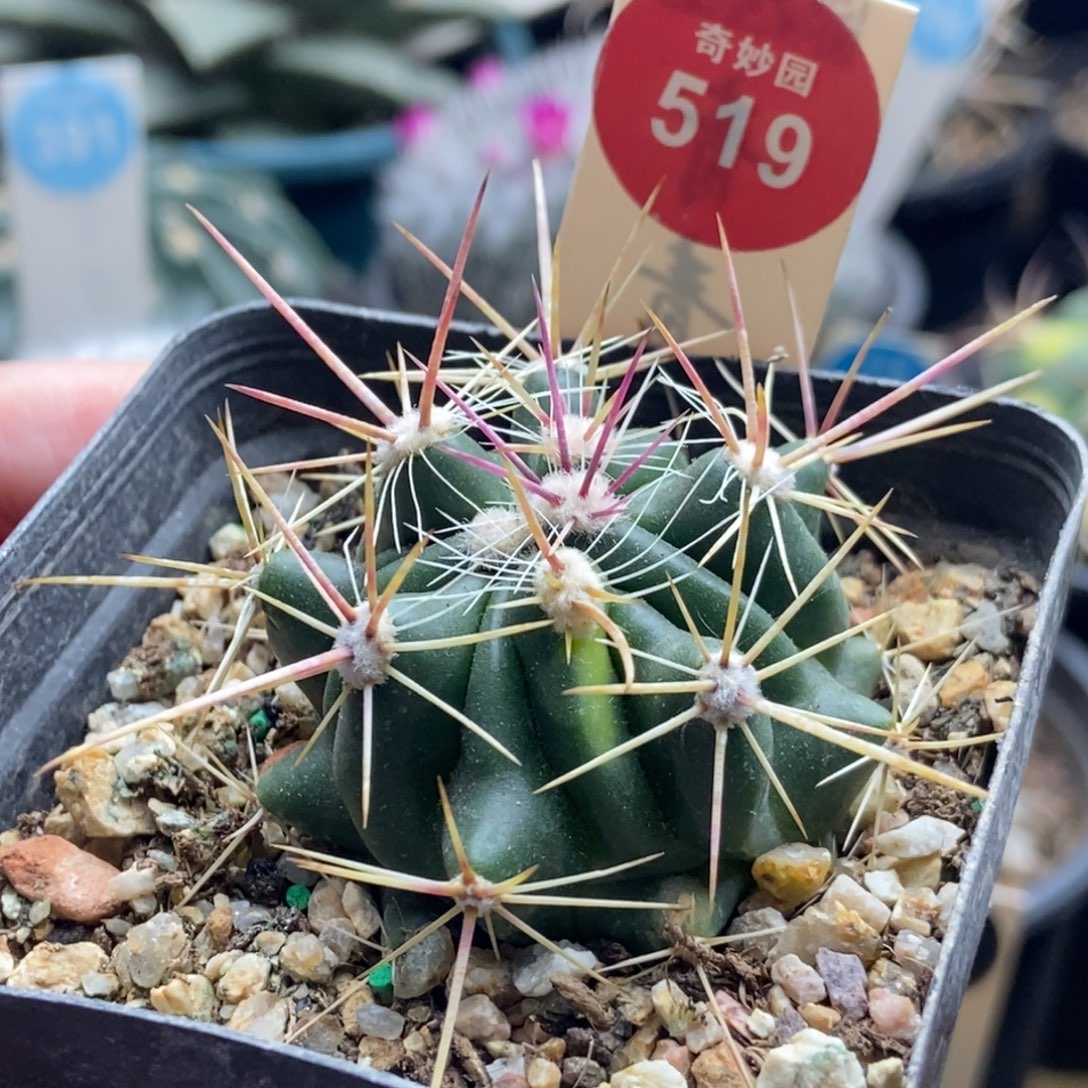 实生琥头变种锦一颗仙人球