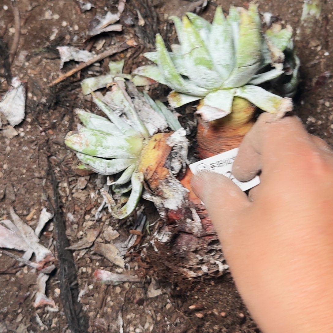 1283瑕疵雪山多肉