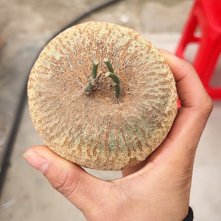 彩叶麒麟圆润款8.5公分