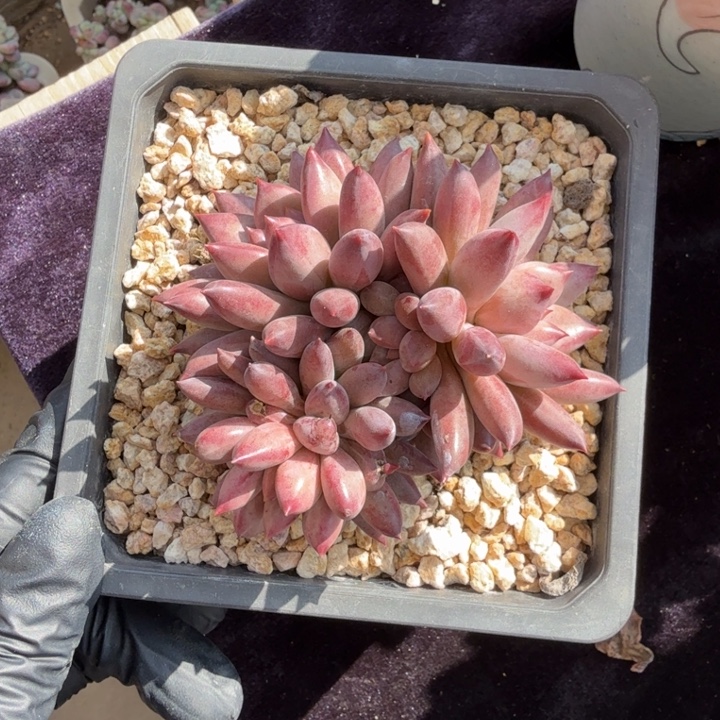 9厘米左右一物一拍虞美人多肉植物